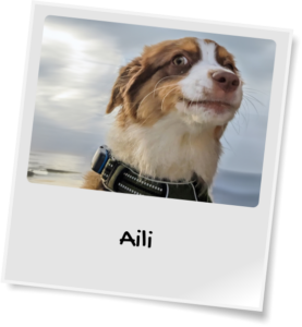 Australian Shepherd red tri